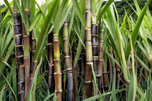 2 Sugarcane Cuttings Live Plant | 2 Nodes Each | Fresh Sweet Sugar Cane Stalk Cuttings | Saccharum officinarum | Propagation