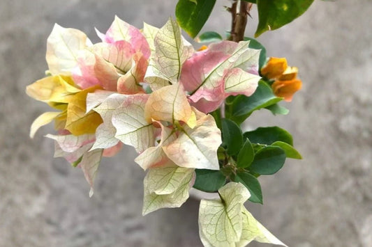 Chitra Gold Bougainvillea Live Plant | Rare Variegated Bougainvillea | Rooted Tropical Flowering Plant | Buy 3 Get 4th Free