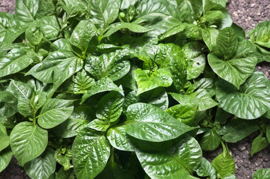 You Pick 3 Super Hot Pepper Live Plants | 75+ Day Old Chili Pepper Plants | Choose Your Varieties | Hot Pepper Starter Plant Lot