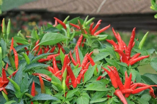 You Pick 3 Super Hot Pepper Live Plants | 75+ Day Old Chili Plants | Choose Your Pepper Varieties | Capsicum Garden Starter Plants