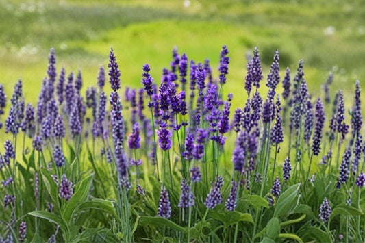 Lavender Live Plant | 4 Inch Pot | French or English Lavender | Fragrant Herb Plant | Purple Flowering Perennial | Pollinator Garden