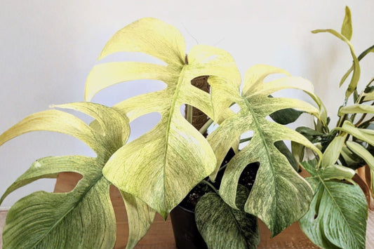Monstera Mint Live Plant | 5–8 Inch Tall Variegated Monstera | Rare Tropical Houseplant | Rooted Indoor Plant | Collector Plant