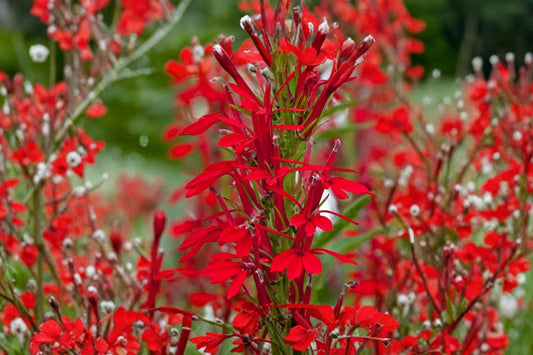 Cardinal Flower Live Plant | Lobelia cardinalis | Native Red Wildflower | Hummingbird Pollinator Plant | Moist Shade Garden Perennial