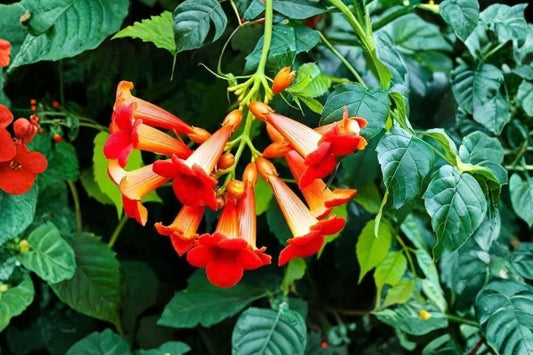 Flame Red Trumpet Vine Live Plant | 1+ Foot Bare Root Campsis | Red Trumpet Creeper | Hummingbird Flowering Climbing Vine