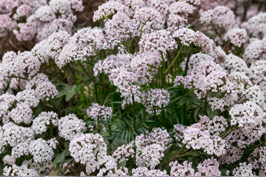 Valerian Live Plant | Valeriana officinalis | Rooted Herb Starter Plant | Fragrant White Pink Flowers | Perennial Herb Garden Plant
