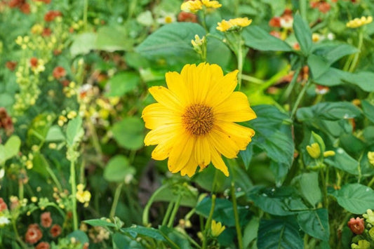 5 Mexican Sunflower Cuttings | Tithonia diversifolia Live Cuttings | Tree Marigold Propagation | Pollinator Garden Plant | Free Shipping