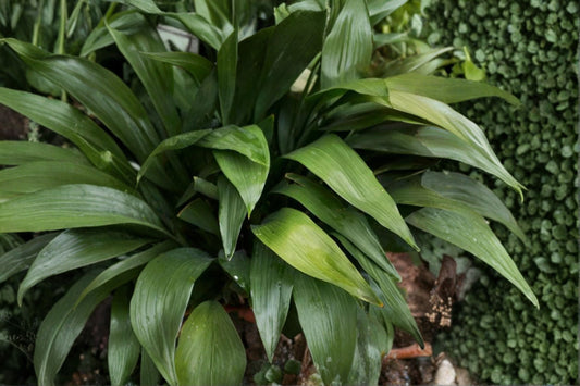 Dwarf Cast Iron Plant Live Plant | Aspidistra elatior | Easy Care Indoor Houseplant | Low Light Hardy Evergreen Foliage Plant