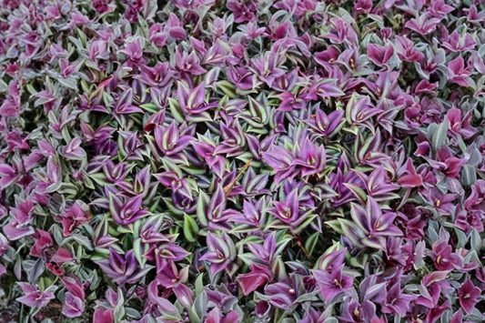 10 Tradescantia Zebrina Cuttings | Unrooted Live Plant Cuttings | Inch Plant Wandering Dude | Purple Silver Trailing Houseplant