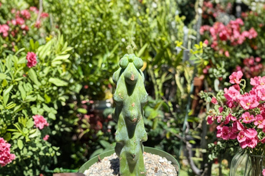 Boobie Cactus Live Plant | Myrtillocactus geometrizans Fukurokuryuzinboku | Bare Root Cactus | Rare Unique Collector Succulent