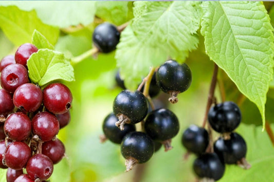 Consort Black Currant Live Plant | Ribes nigrum Rooted Starter | Edible Berry Shrub | Cold Hardy Fruit Plant | Zones 4–8