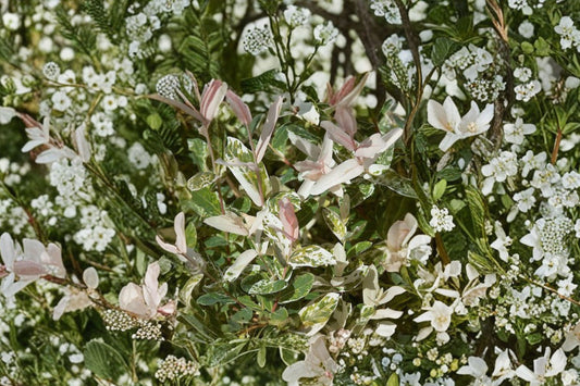 Dappled Willow Hakuro Nishiki Live Plant | Rooted Cutting | Pink White Variegated Willow Shrub | Salix integra Garden Plant