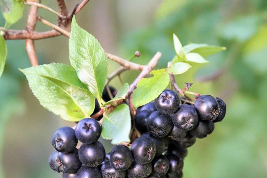 Viking Aronia Berry Live Plant | Aronia melanocarpa Rooted Starter | Black Chokeberry Fruit Shrub | Self Pollinating | Zones 3–8