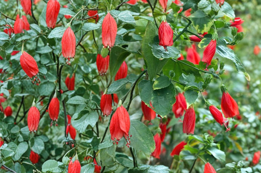Turks Cap Live Plant | 1 Gallon Fully Rooted | Malvaviscus arboreus | Red Hummingbird Flower | Butterfly Pollinator Shrub Zones 7–10