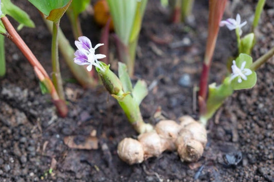 6 Black Ginger Live Plants | Kaempferia parviflora Roots | Black Ginger Rhizomes | Tropical Ginger Starter Plants | Rare Herb Plant