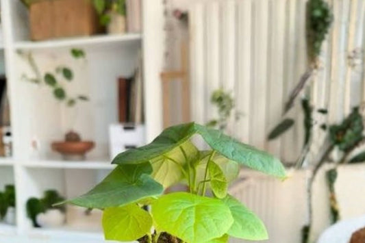 Stephania Cepharantha Live Plant | Lucky Turtle Caudex Bulb | Bare Root Stephania | Rare Caudex Plant | Collector Houseplant