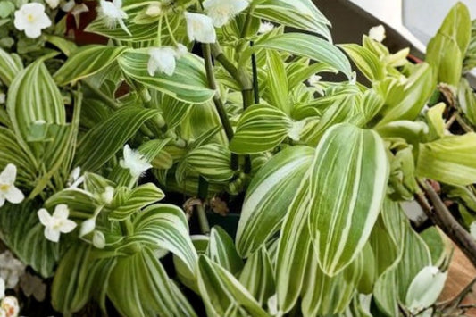 25 Variegated Tradescantia Cuttings | Tradescantia fluminensis Live Cuttings | Yellow Green Trailing Plant | Houseplant Propagation