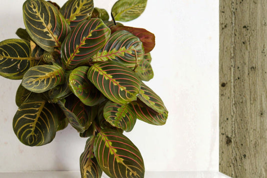 Red Maranta Prayer Plant Live Plant | 4 Inch Pot | Maranta leuconeura Erythroneura | Red Vein Herringbone Indoor Houseplant