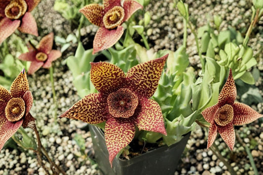 Orbea Schweinfurthii Live Succulent Plant | Stapelia Starfish Flower | Rare Carrion Flower Succulent | Collector Plant Texas Grown