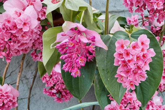 Medinilla Magnifica Royal Chandelier Live Plant | Well Rooted Starter | Rare Tropical Flowering Houseplant | Exotic Collector Plant