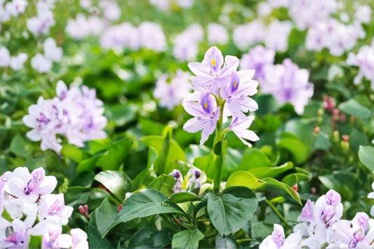 10 Live Water Hyacinth Pond Plants | Floating Aquatic Plants | Eichhornia crassipes | Palm Size Pond Plants | Water Garden