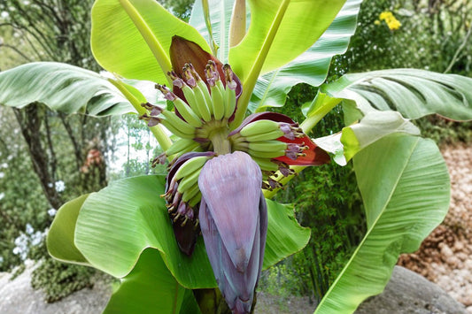 Plantain Live Plant | Fast Growing Tropical Banana Plant | Well Rooted Outdoor Garden Plant | USDA Inspected Certified | No California