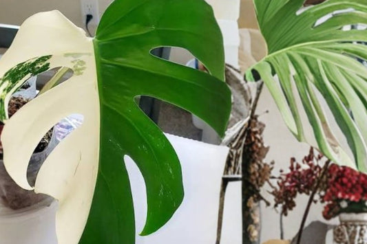 Monstera Thai Constellation Live Plant | Variegated Monstera | Fully Rooted Acclimated Plantlet | Rare Tropical Indoor Houseplant