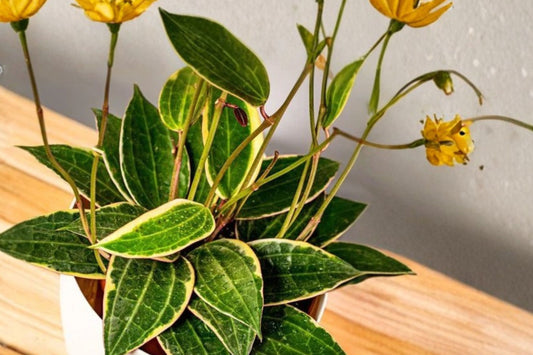 Hoya Macrophylla Live Plant | 4 Inch Pot | Variegated Wax Plant | Rooted Trailing Hoya Houseplant | Tropical Collector Plant