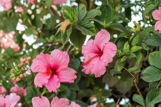 2 Seminole Pink Hibiscus Live Plants | 5 Inch Tall Starter Plants | Tropical Pink Hibiscus | Flowering Shrub Garden Plants