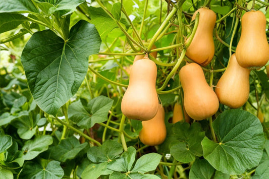 3 Waltham Butternut Squash Live Plants | Winter Squash Starter Plants | Organic Garden Vegetable Plants | Cucurbita Moschata