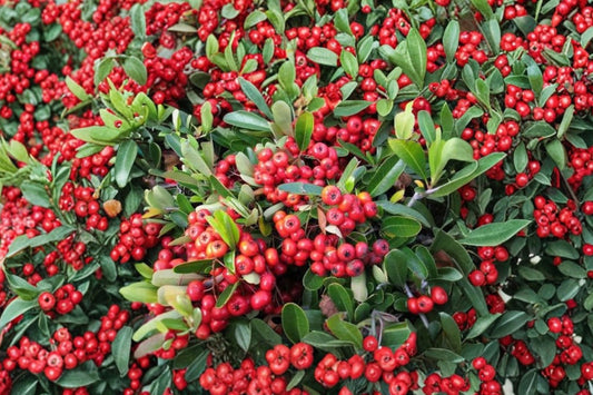 Scarlet Firethorn Live Plant | Pyracantha coccinea | 8–12 Inch Rooted Starter | Red Berry Thorny Hedge | Espalier Shrub