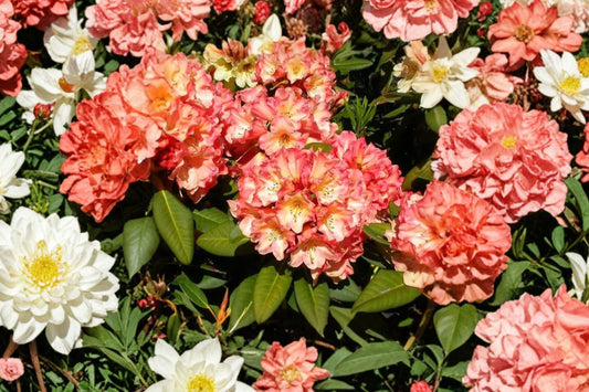 Honey Butter Rhododendron Live Plant | Evergreen Flowering Shrub | Yellow Pink Blooms | Rooted Starter Plant | Zones 6b–9b