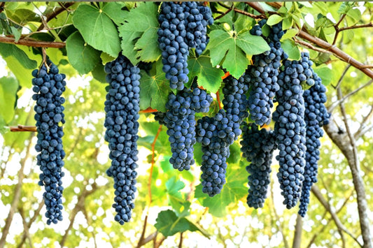 Shiraz Syrah Wine Grape Vine Live Plant | 1–2 Year Old Vitis vinifera | Red Wine Grape Vine | Rooted Fruit Plant | Free Shipping