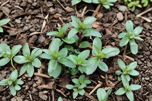 Chocolate Mint Live Plant | 10 Inch Mentha Starter Plant | Fragrant Culinary Herb | Potted Mint Garden Plant | Edible Herb