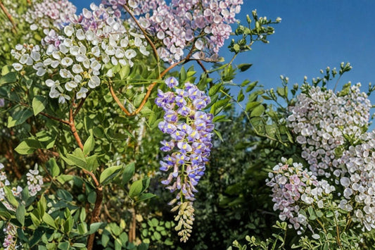 Blue Moon Wisteria Live Plant | 6–14 Inch Tall | Fragrant Purple Flowering Vine | Fast Growing Perennial Climber | Garden Vine