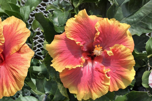 Cajun Color Strawberry Hibiscus Live Plant | Tropical Hibiscus Starter | Pink Red Flowering Shrub | 2 Inch Cell | Live Plant