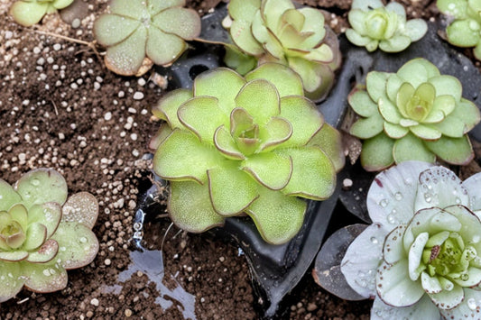 Butterwort Pinguicula Live Carnivorous Plant | 2 Inch Potted Plant | Fungus Gnat Catcher | Insect Eating Houseplant | Assorted
