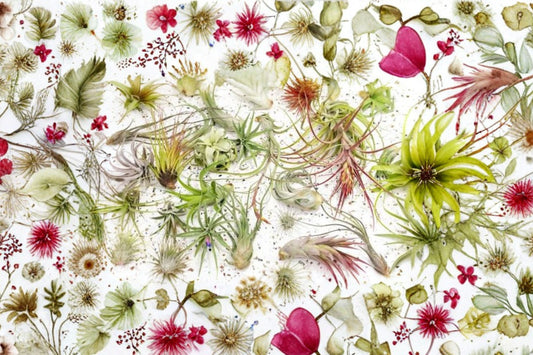 5 Colorful Air Plants Pack | Live Tillandsia Assortment | Dyed Air Plants | Easy Care Indoor Plants | Terrarium Decor & Plant Gifts