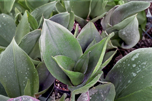 Sansevieria Black Dragon Live Snake Plant | 4 Inch Pot | Dark Green Rare Houseplant | Easy Care Indoor Plant | Rooted Succulent