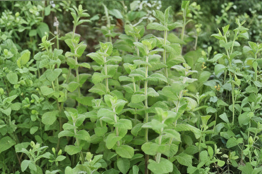 Apple Mint Live Plant | Mentha suaveolens | 10 Inch Rooted Starter Plant | Fragrant Herb Garden Mint | Container Herb