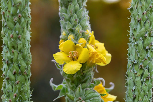 Mullein Live Plant | Common Mullein Verbascum thapsus | Rooted Herb Starter Plant | Biennial Garden Herb | Organic Grown