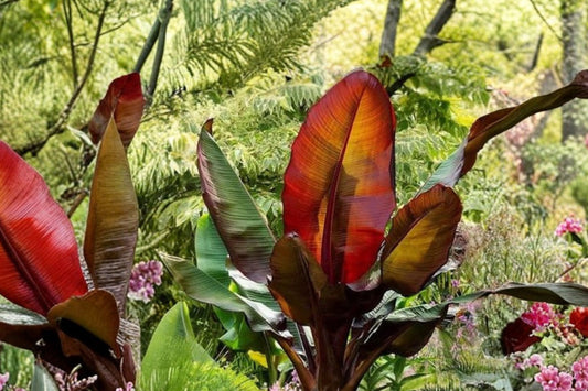 Red Abyssinian Banana Live Plant | Ensete ventricosum Maurelii | 3–8 Inch Starter | Red Banana Tropical Plant | Ornamental Musa