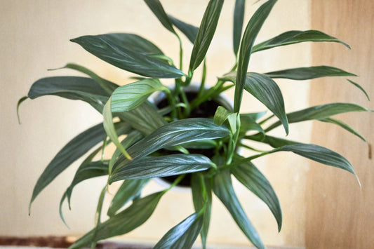 Silver Streak Pothos Live Plant | Variegated Rooted Houseplant | Trailing Tropical Vine | Easy Care Indoor Plant | Collector Aroid