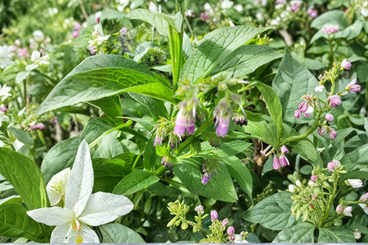 Comfrey Live Root | Ready to Plant Comfrey Root Cutting | Hardy Perennial Garden Plant | Drought Tolerant Herb | Root Starter