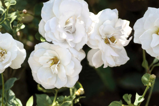 White Veranda® Shrub Rose Live Plant | 1 Quart Rose | Repeat Blooming White Flowers | Compact Flowering Rose Bush | Garden Plant