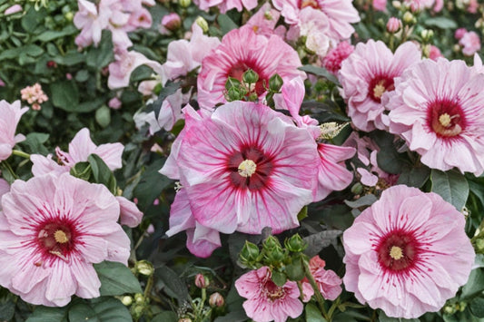 Cherry Choco Latte Hibiscus Live Plant | Hardy Perennial Hibiscus | 2.5" Potted Starter | Pink White Dinner Plate Flowers | Zones 4–8
