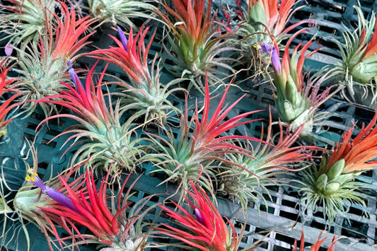 5 Pack Ionantha Fuego Air Plants | Live Tillandsia Ionantha | Red Blushing Air Plant | Easy Care Tropical Plants | Terrarium Decor