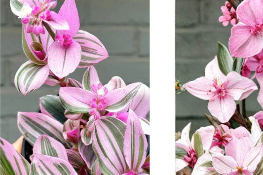 5 Tradescantia Nanouk Live Cuttings | 4–8 Inch Pink Variegated Cuttings | Wandering Dude Plant | Trailing Houseplant Starter