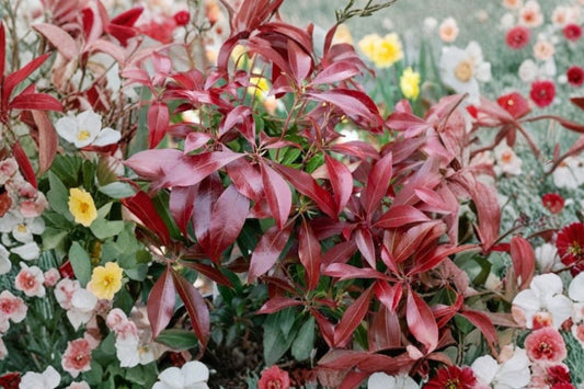 Katsura Pieris Japonica Live Plant | Red Japanese Andromeda | 6+ Inch Rooted Starter | Evergreen Flowering Shrub | Shade Plant