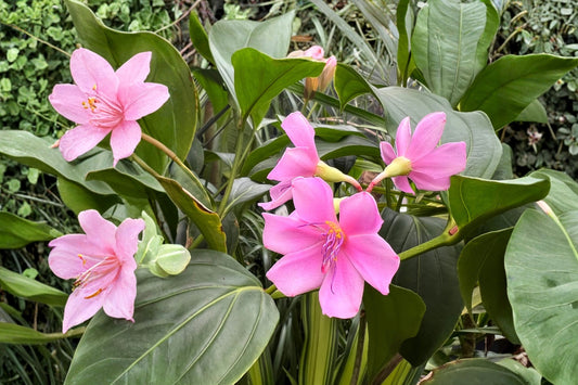 Medinilla Apoensis Philippine Pink Live Plant | Tropical Flowering Houseplant | Rare Collector Plant | Pink Flower Indoor Plant