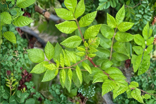 Common Prickly Ash Live Seedlings 5 Pack | Zanthoxylum americanum | Native Host Plant | Giant Swallowtail Plant | Plug Grown